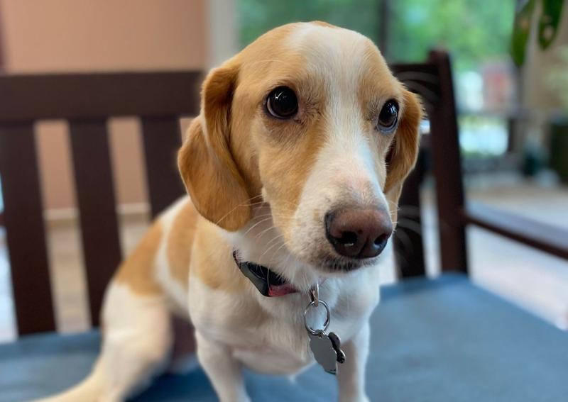 Animal Hospital of Howard Green Bay veterinarians